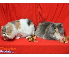 HAPPY EIGHT PERSIANS - Fotografija 5/6