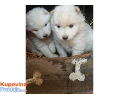 SAMOJED dve zenkice - Fotografija 1/4