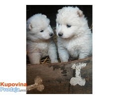 SAMOJED dve zenkice - Fotografija 2/4