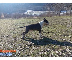 BULL TERRIER muzjak na prodaju - Fotografija 2/4