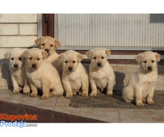 labrador retriver stenad - Fotografija 1/10