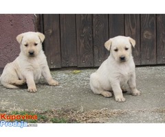 labrador retriver stenad - Fotografija 2/10