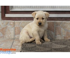 labrador retriver stenad - Fotografija 3/10