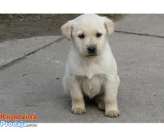 labrador retriver stenad - Fotografija 4/10