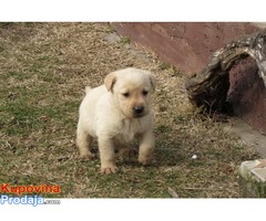 labrador retriver stenad - Fotografija 5/10