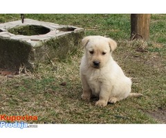 labrador retriver stenad - Fotografija 6/10