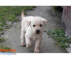 labrador retriver stenad - Fotografija 7/10