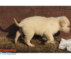 labrador retriver stenad - Fotografija 8/10