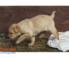 labrador retriver stenad - Fotografija 9/10