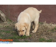 labrador retriver stenad - Fotografija 10/10
