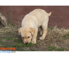 labrador retriver stenad - Fotografija 10/10