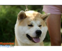 Akita Inu, prelepi stenci - Fotografija 1/5