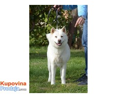 Akita Inu, prelepi stenci - Fotografija 3/5