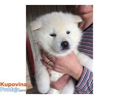 Akita Inu, prelepi stenci - Fotografija 4/5