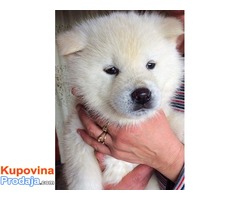 Akita Inu, prelepi stenci - Fotografija 5/5