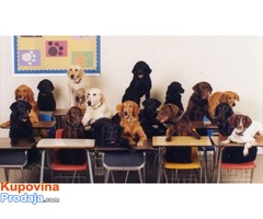 Skola za obuku pasa, Labrador retriver slobodan za parenje - Fotografija 1/2