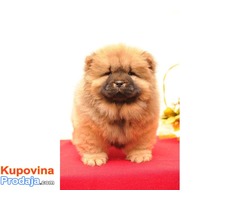 CHOW CHOW - prelepi stenci - Fotografija 5/7
