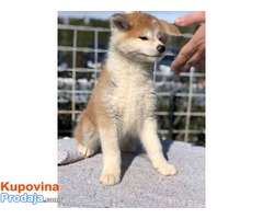 Akita Inu, stenci - Fotografija 3/5