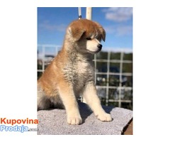 Akita Inu, stenci - Fotografija 4/5