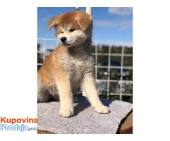 Akita Inu, stenci - Fotografija 5/5