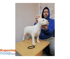 Dogo Argentino stenci - Fotografija 4/10