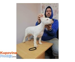 Dogo Argentino stenci - Fotografija 10/10