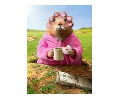 Sisanje pasa i macaka (Beograd)