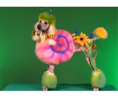 Salon za sisanje i negu pasa i macaka "Ana i Vlada"