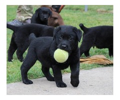 Labradori, stenad i mladi psi - Fotografija 3/8