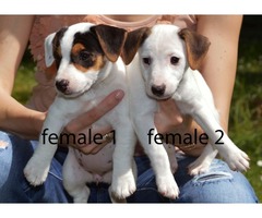 Jack russell terier/Džek rasel terijer štenci - Fotografija 2/3