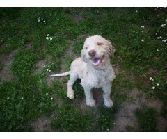 tartufar lagotto romagnolo - Fotografija 1/3