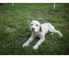 tartufar lagotto romagnolo - Fotografija 2/3