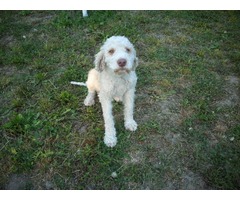 tartufar lagotto romagnolo - Fotografija 3/3