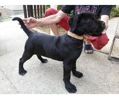 Cane Corso prvobirano zensko stene - Fotografija 1/4