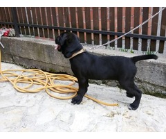 Cane Corso prvobirano zensko stene - Fotografija 2/4