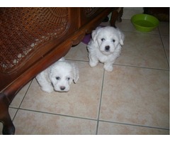 COTON DE TULEAR ŠTENCI - Fotografija 3/6