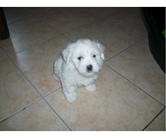 COTON DE TULEAR ŠTENCI - Fotografija 4/6