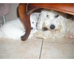 COTON DE TULEAR ŠTENCI - Fotografija 6/6