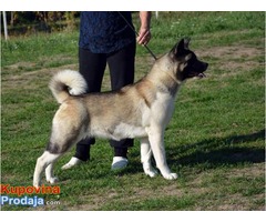 AMERICKA AKITA - vrhunski odrasli psi - Fotografija 1/5