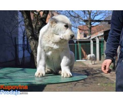 Na prodaju stenci srednjeazijskog ovcara - Fotografija 3/5