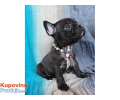 Francuski bulldog,prelepi crni stenci - Fotografija 1/3