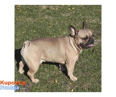 Francuski bulldog priplodni muzjak - Fotografija 1/3