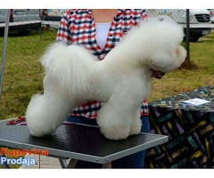 Kovrdzavi bison muzjak slobodan za parenje