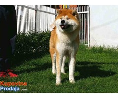 AKITA INU - prvobirano stene - Fotografija 2/6