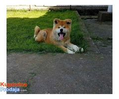 AKITA INU - prvobirano stene - Fotografija 3/6