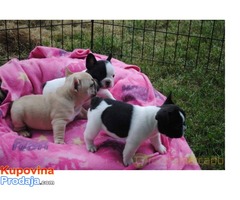 Francuski buldog štenci