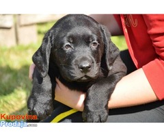 LABRADOR RETRIVER štenad vrhunskog porekla - Fotografija 1/6