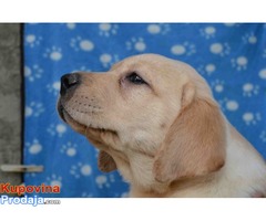 LABRADOR RETRIVER štenad vrhunskog porekla - Fotografija 3/6