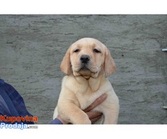 LABRADOR RETRIVER štenad vrhunskog porekla - Fotografija 4/6