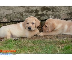 LABRADOR RETRIVER štenad vrhunskog porekla - Fotografija 5/6